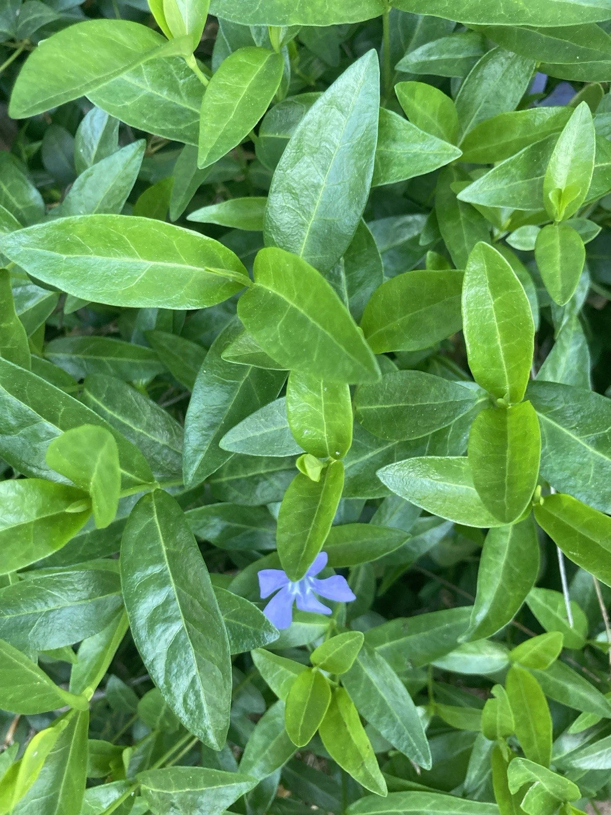 50 Rooted Vinca Minor Plants - Ground Cover Periwinkle - Vinca minor