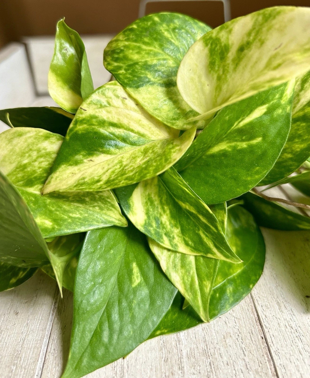 10 Rooted Pothos Cuttings - Green Indoor Plant - Epipremnum aureum