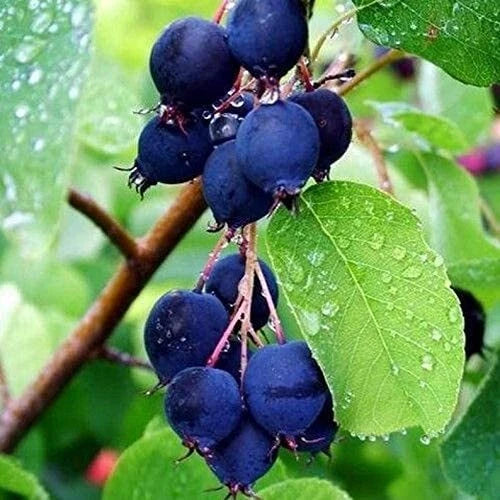 Interesting Info About Saskatoon Serviceberry For Sale