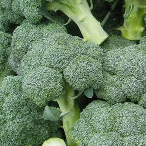 Broccoli Seeds 300+ Count Green Sprouting Calabrese Brassica oleracea Home Vegetable Garden Seeds USA