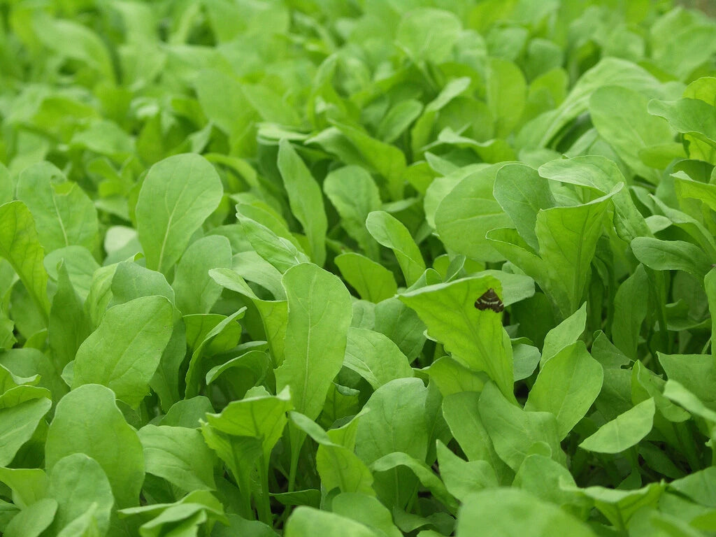 Arugula Seeds 1000+ Heirloom Non-GMO Roquette Rocket Herb Garden - Free Shipping