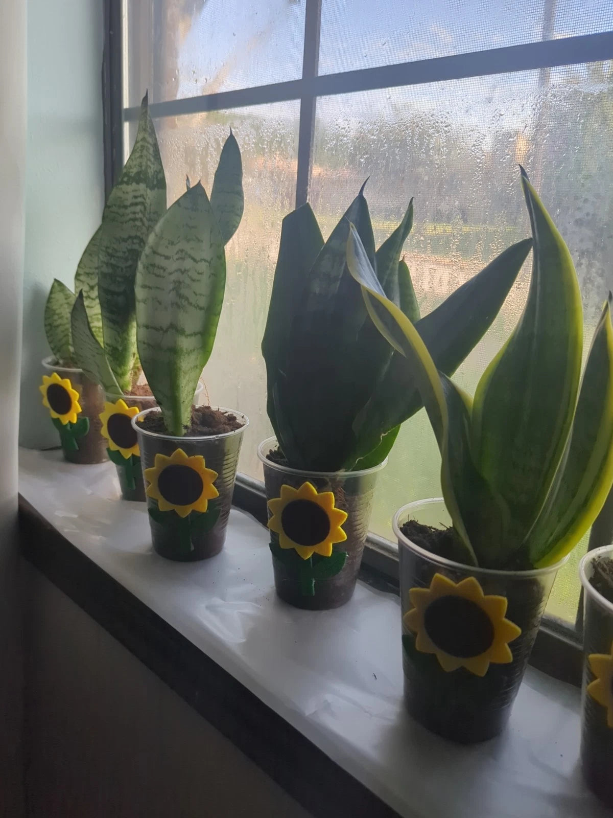 Rooted Snake Plant Cutting - Mother-In-Law Tongue (Sansevieria)