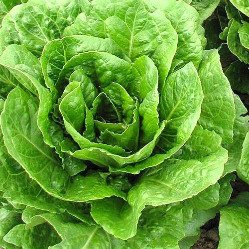 Buttercrunch Lettuce Seeds | Heirloom Non-GMO | AAS Winner | Lactuca sativa | Free Shipping