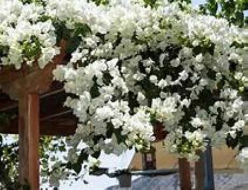 Bougainvillea Plant - Small Well Rooted Starter - Keywest White - Very Rare & Hard to Find (HTF)
