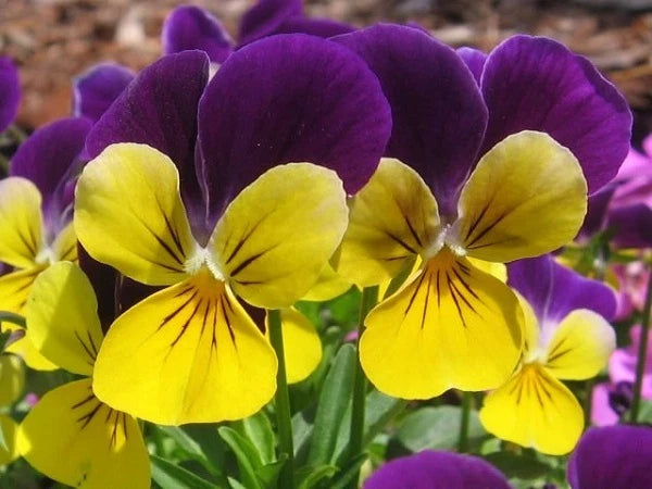 Johnny Jump Up Seeds - 500 Perennial Viola Seeds - Violas for Garden Planting - Edible Flowers, Easy to Grow