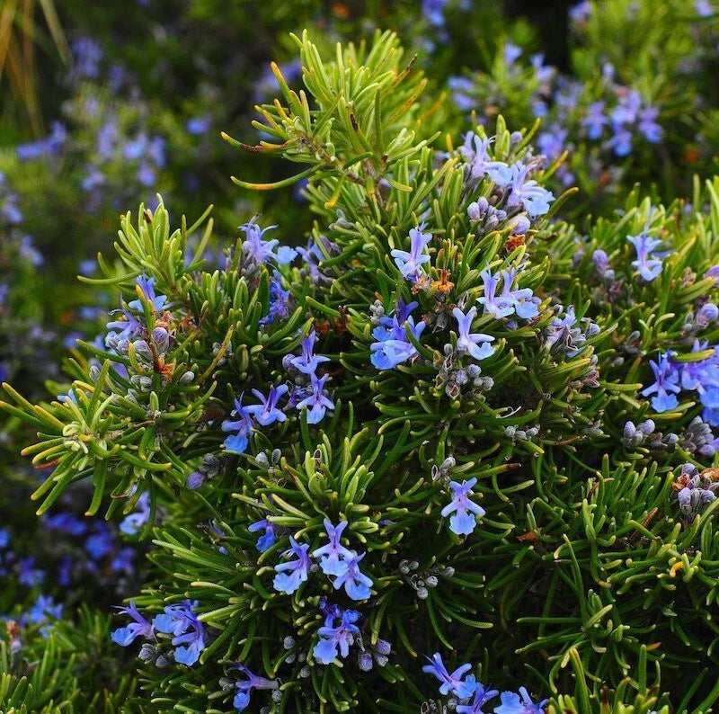 Rosemary Live Plant - 1 Pot, Upright Variety, 6-8 Inches Tall