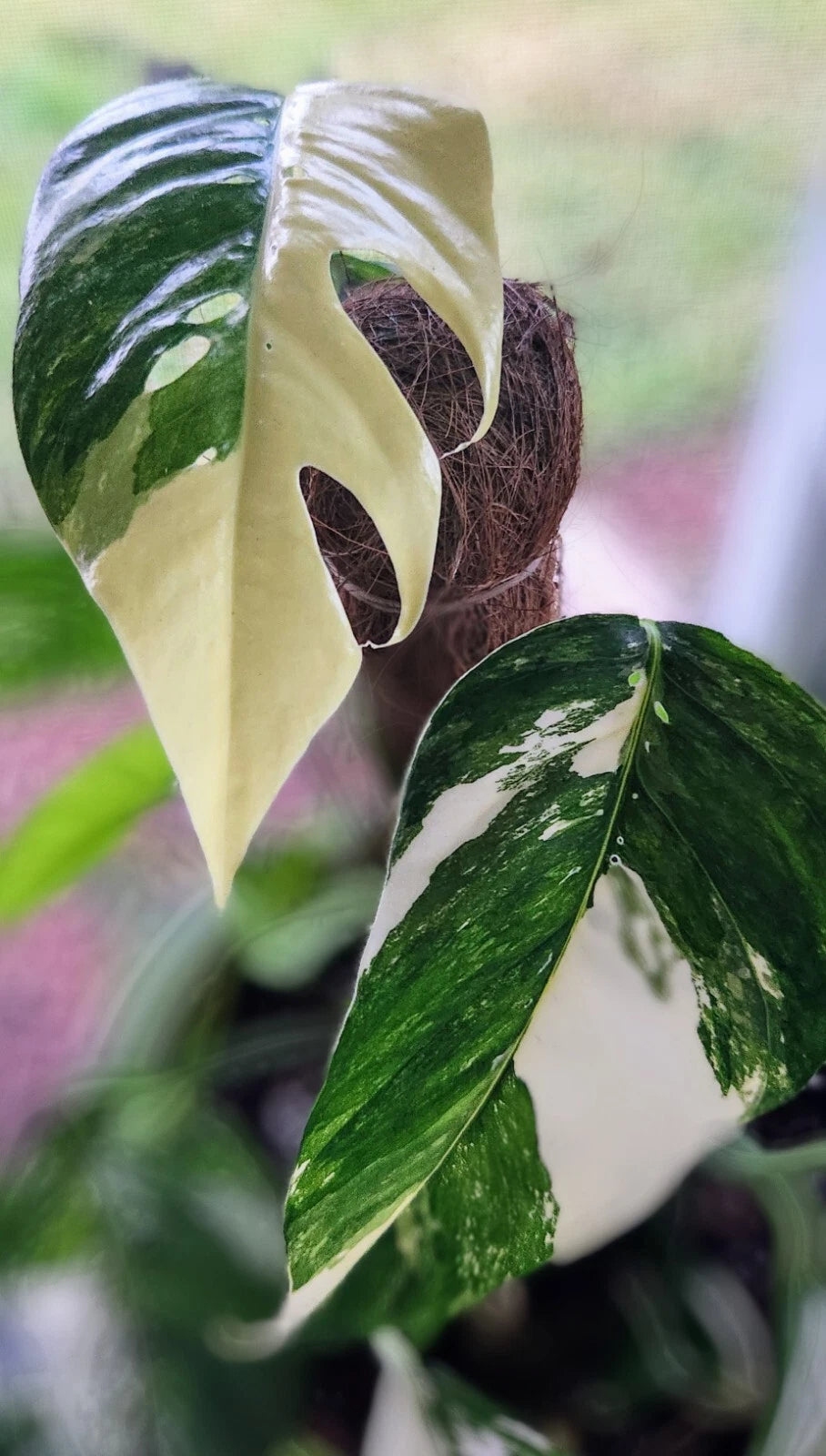 Pothos Plant 3