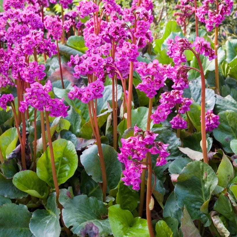 Bergenia Seeds - 20 Pack - Heartleaf Bergenia - Bergenia cordifolia