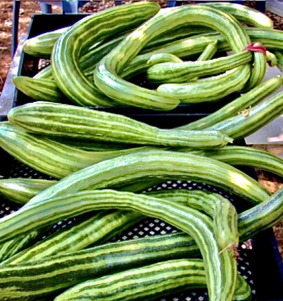 Armenian Dark Green Cucumber Seeds - 100+ Non-GMO, Organic, Open Pollinated - Cucumis melo