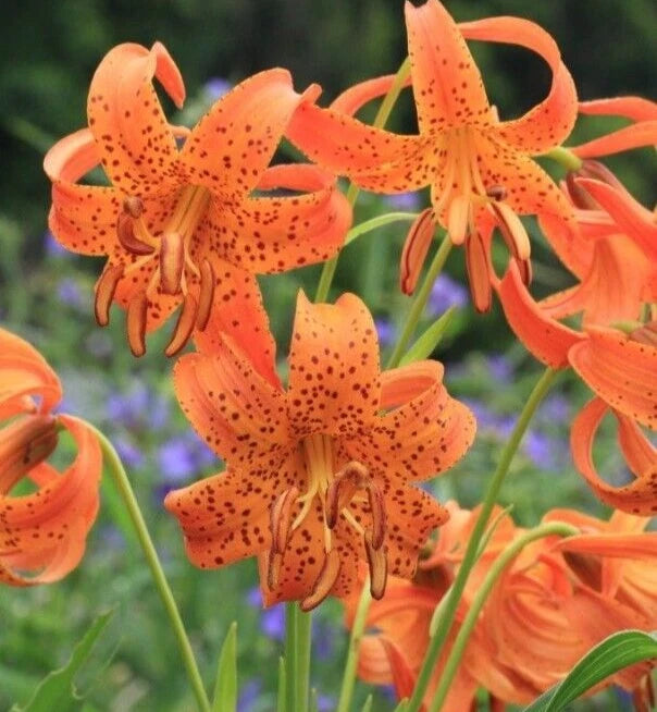 tiger lily flower bulbs Tiger Lily Rooted Bulbs - Double Orange Splendens