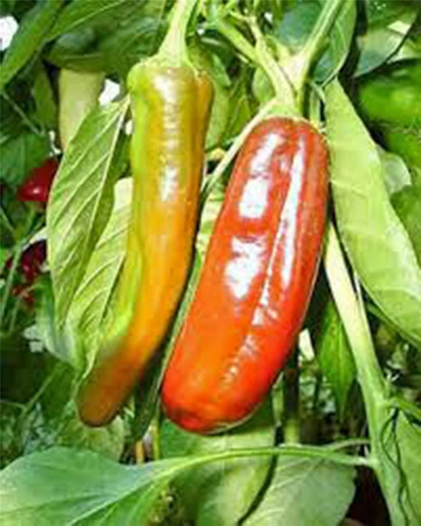 Anaheim Pepper Seeds, 500 Count, Heirloom, Mildly Spicy, Non-GMO, Capsicum annuum
