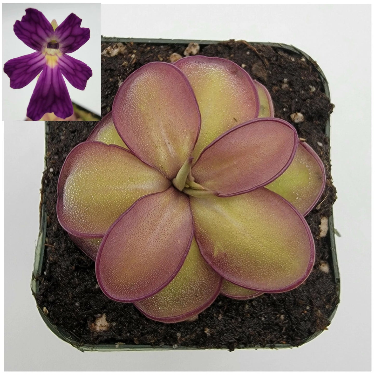 Carnivorous Plant - Pinguicula laueana CP2 x emarginata - Butterworts - Live Plant
