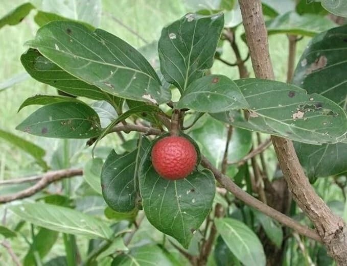 African Red Peach Tree Seeds - 20 Pack for Planting - Nauclea latifoli   Jayme Garden