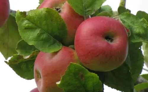 Brabant Bellefleur Apple Seeds - 25+ Pack - Heirloom Variety - Malus domestica - Ideal for Garden Planting - USA