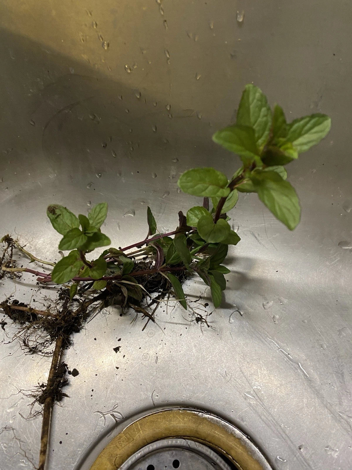 Chocolate Mint Plant Roots - 4 Plants - Mentha × piperita 'Chocolate' - Easy to Grow Herb for Home Gardens