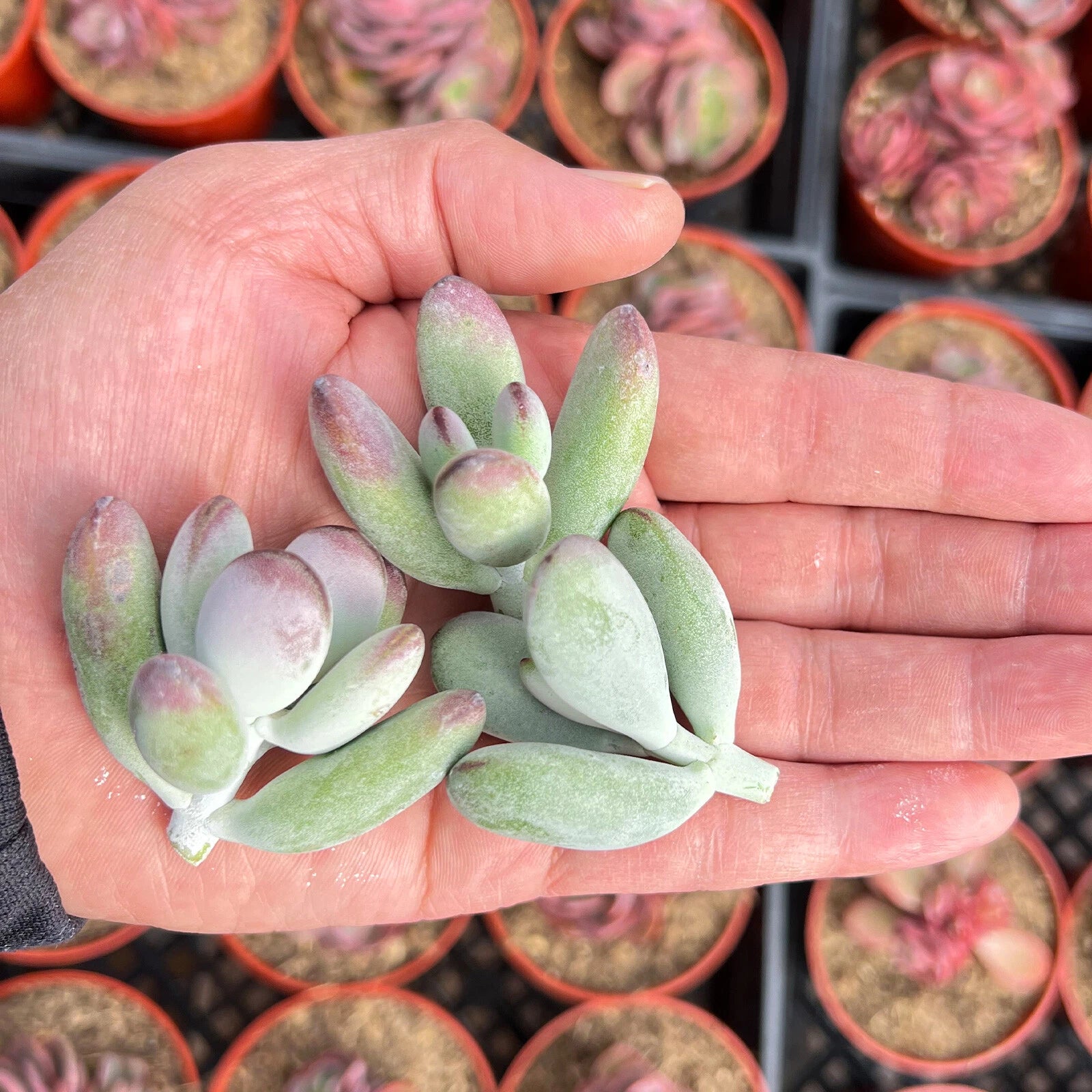 live succulent cuttings Fresh Live Cotyledon Orbiculata cv. Succulent Cuttings