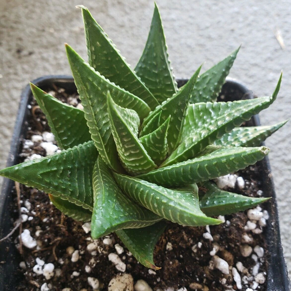 spiral indoor plant Gasteria Limifolia - Fairy Washboard - 5" Diameter Potted Plant