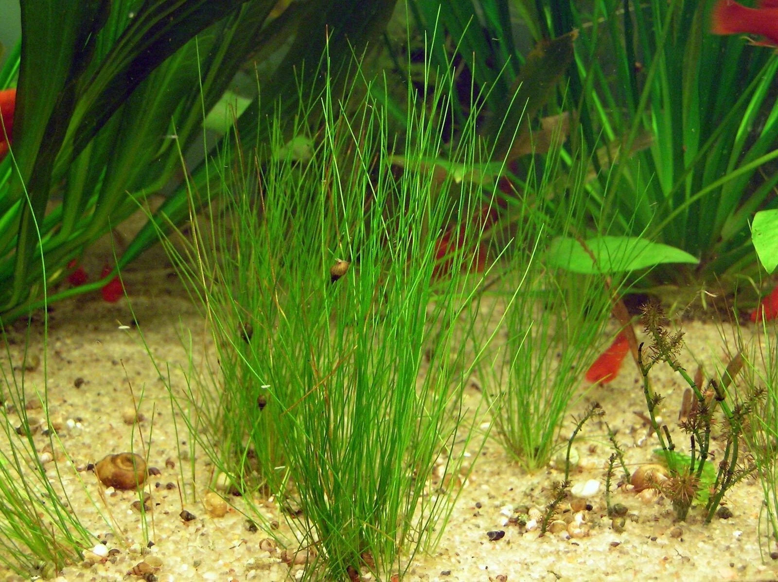 Dwarf Hairgrass 1 Portion with Heat Pack - Eleocharis Parvula
