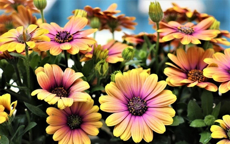 Cape Daisy Seeds - 200+ Pink & Yellow Varieties - Ideal for Garden Planting - Osteospermum