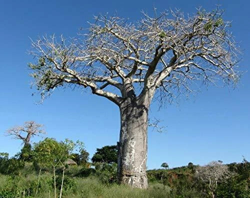 Baobab Tree Seeds - 5 Rare Exotic Adansonia Digitata Seeds for Planting