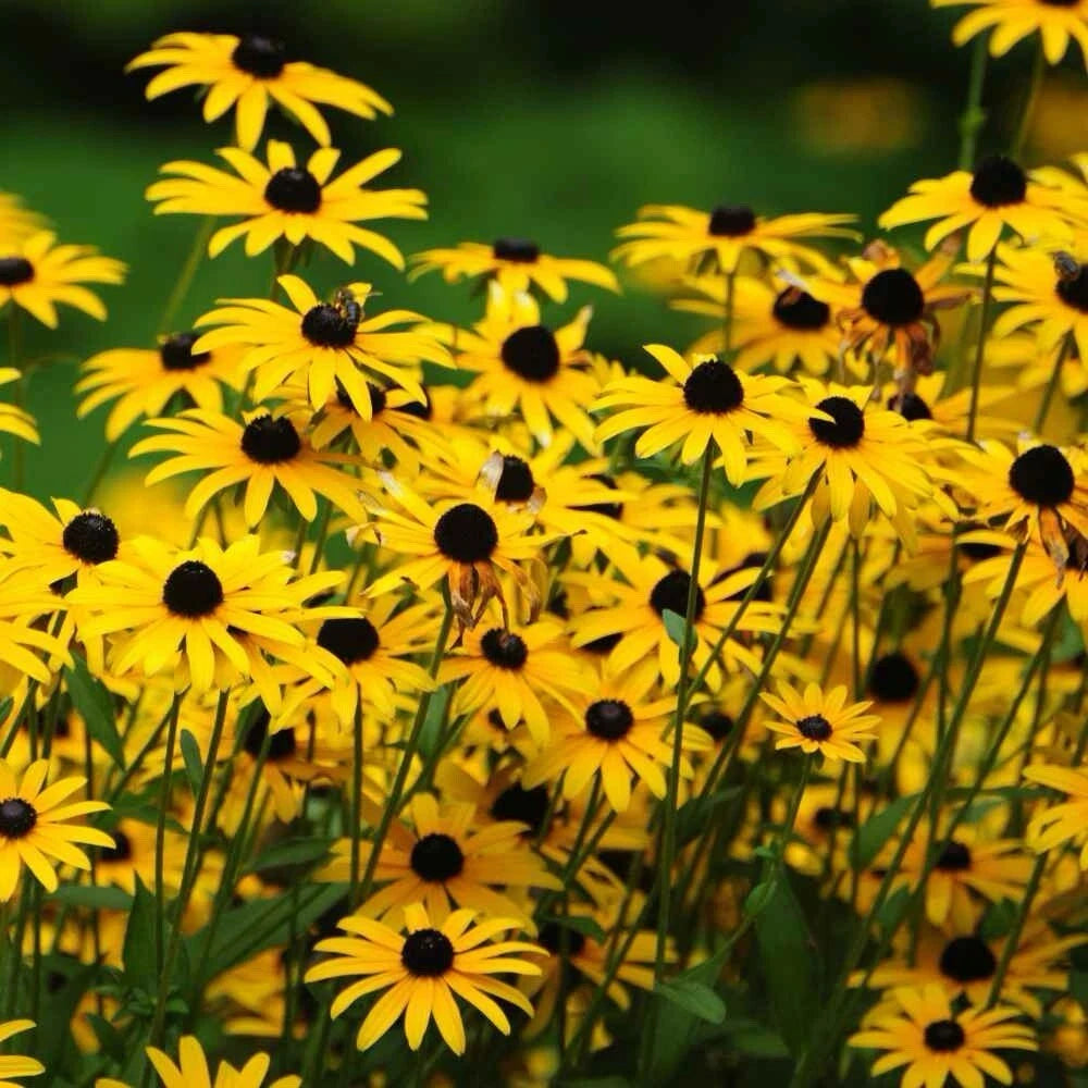 Black-Eyed Susan Seeds - 2000+ Count - Rudbeckia Hirta - Attracts Pollinators - USA Grown