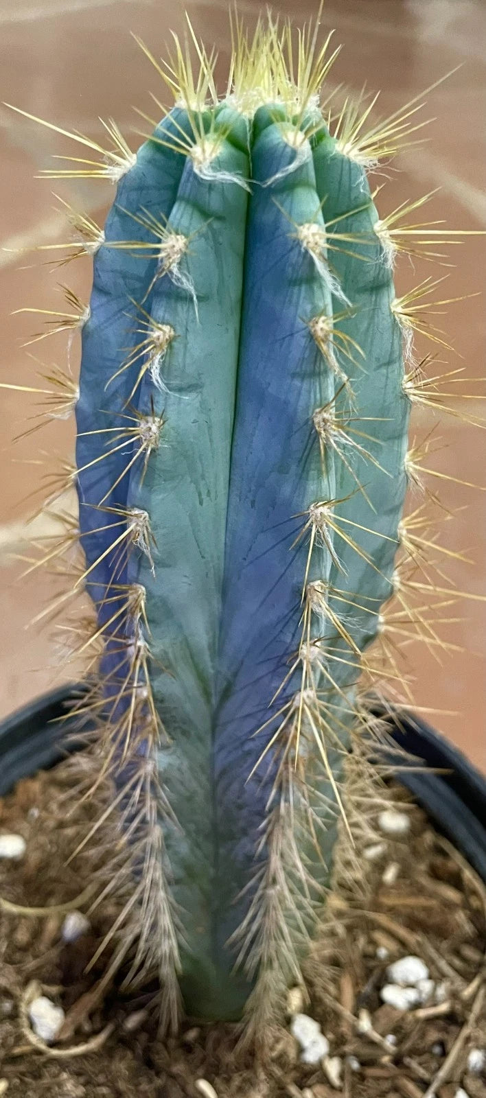 torch succulent Blue Torch Cactus - Live Succulent Plant - Pilosocereus Pachycladus