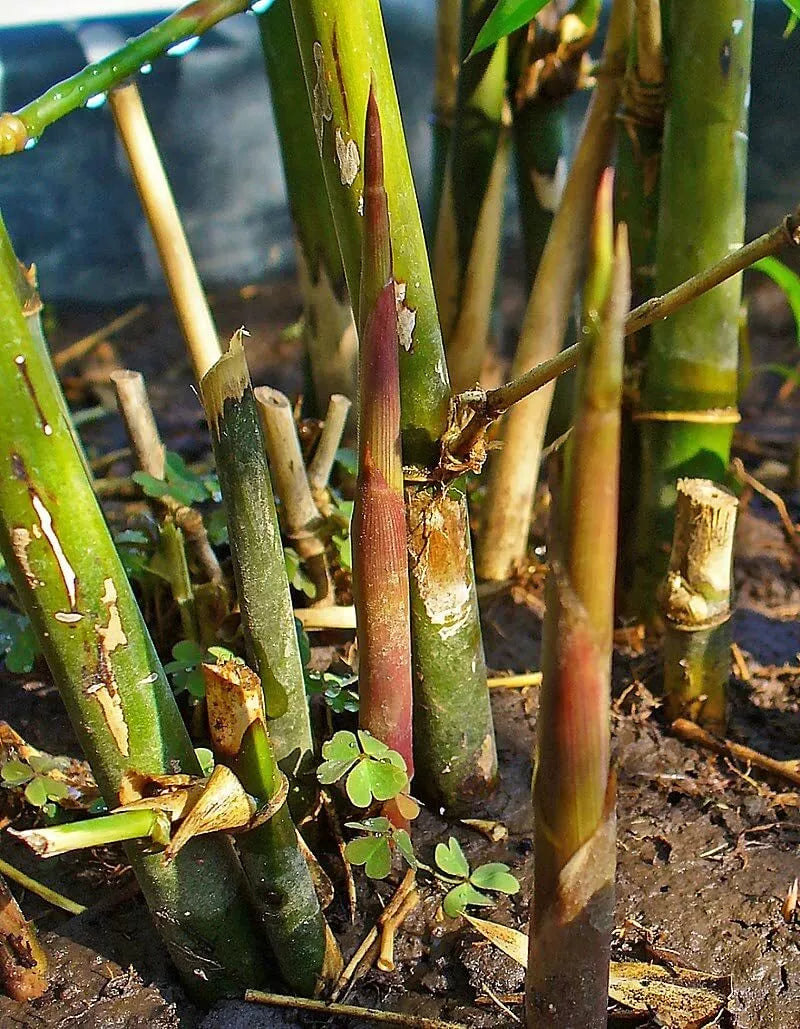 bamboo seeds planting Spiny Bamboo Seeds - 20+ Seeds - Bambusa Arundinacea