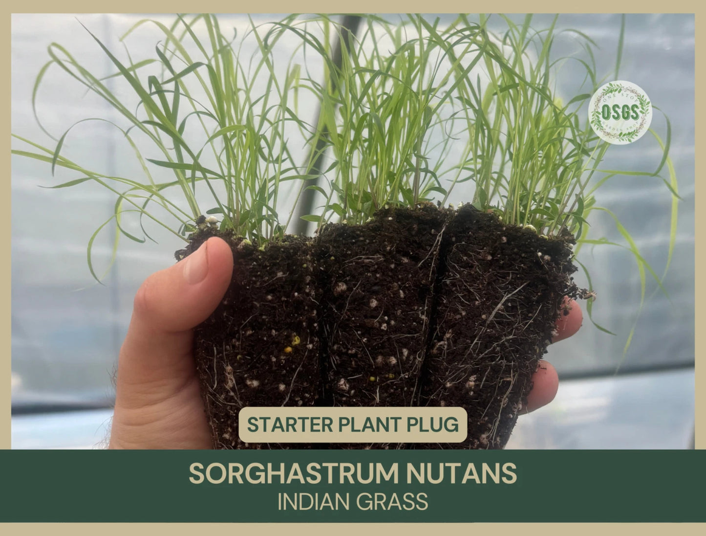 Indian Grass Starter Plant Plug | Sorghastrum nutans | Native Grass for Landscaping and Erosion Control