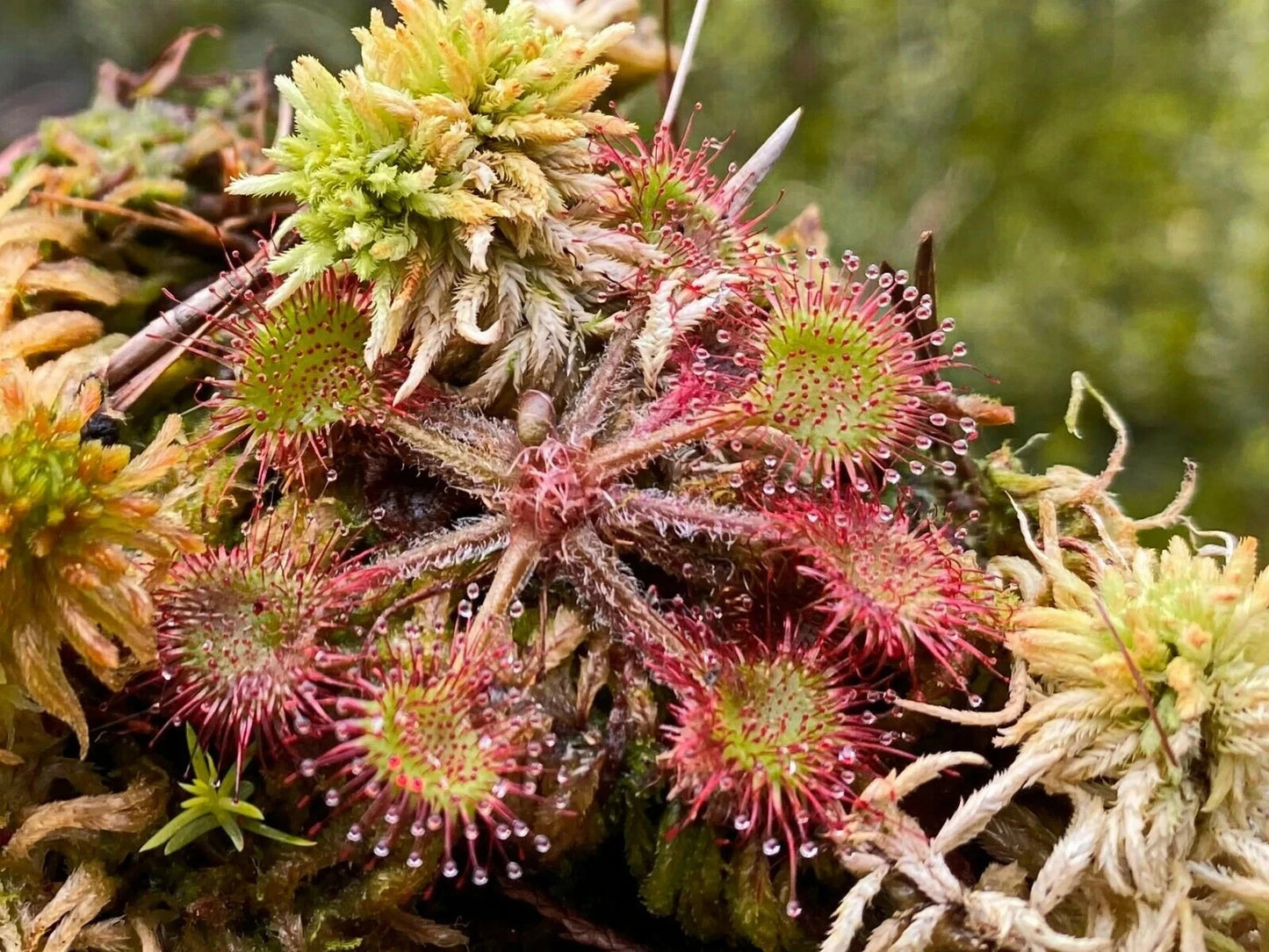 3X Live Drosera Rotundifolia - Round Leaved Sundew - Bare Root - Mature Plant