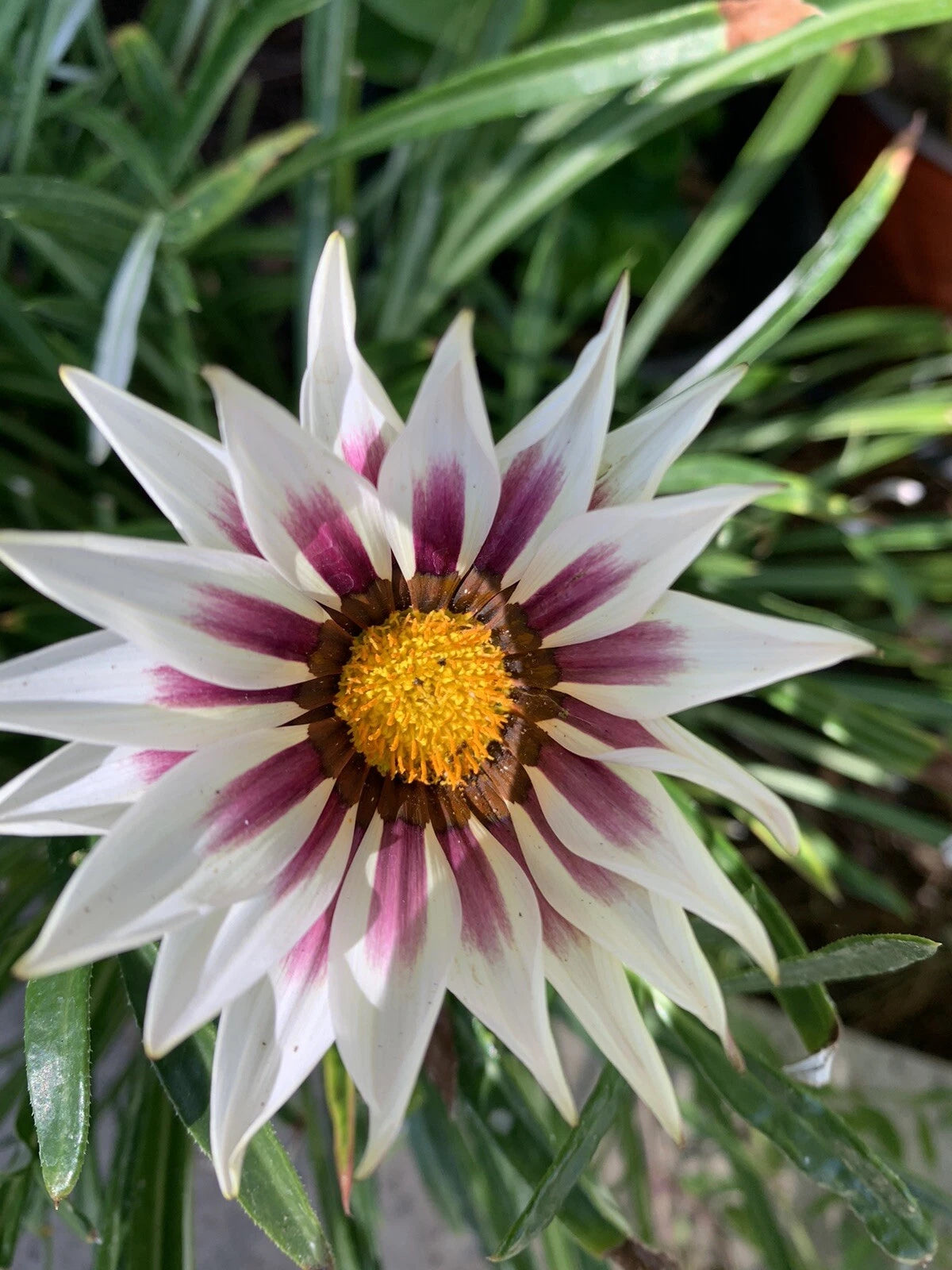 gazania plants in pots Gazania Rigens White Cherry and Yellow Flowers in 4 Inch Pot