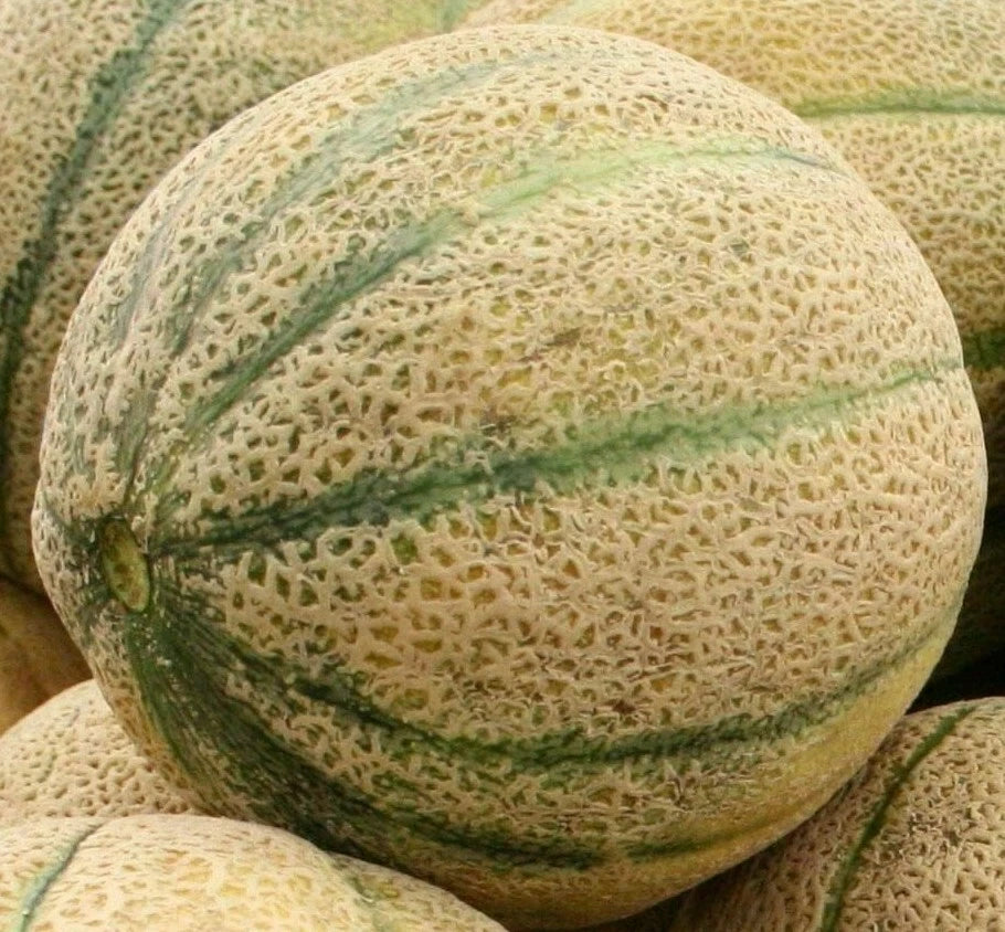 Cantaloupe Seeds 50+ HaLe's Best Jumbo Summer Garden Vine Fruit Cucumis melo