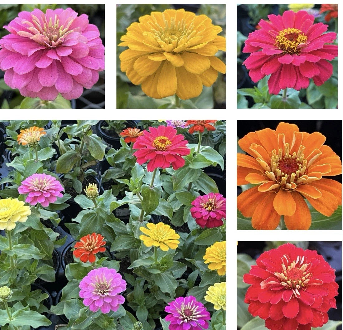 California Giant Zinnia Seeds - 100+ Pack - Colorful Varieties - Zinnia elegans - Includes Free Black Eyed Susan Seeds
