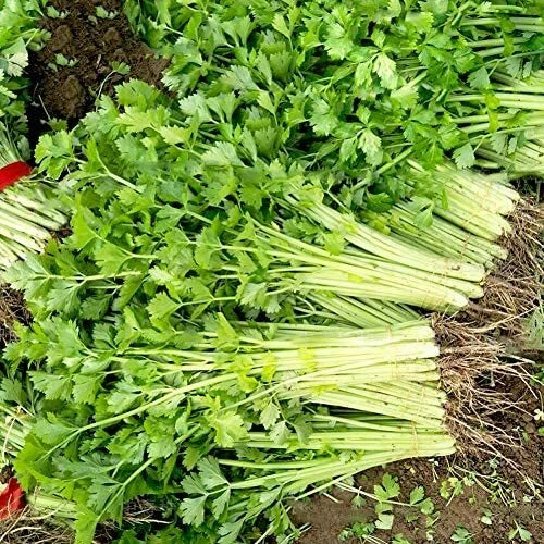 Chinese Light Green Celery Seeds | Heirloom Non-GMO Variety | 1115 | Organic Vegetable Gardening