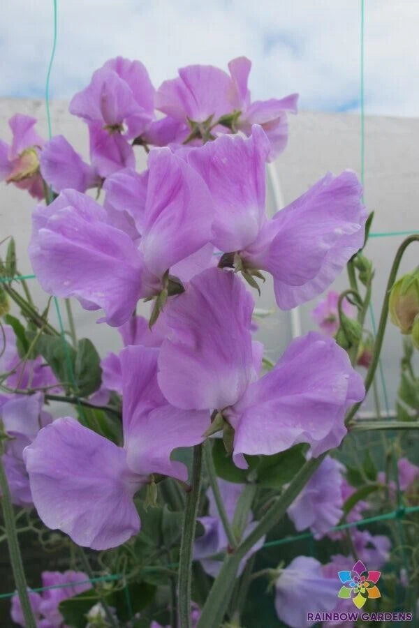 Karen Louise Sweet Pea Seeds - 50+ Pack for Garden Planting - Lathyrus odoratus - USA Grown - Free Shipping