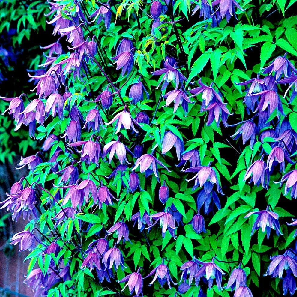 Blue Downy Clematis Seeds - 20 Hybrid Flower Seeds for Climber Plants - Hardy Vine (Clematis macropetala)