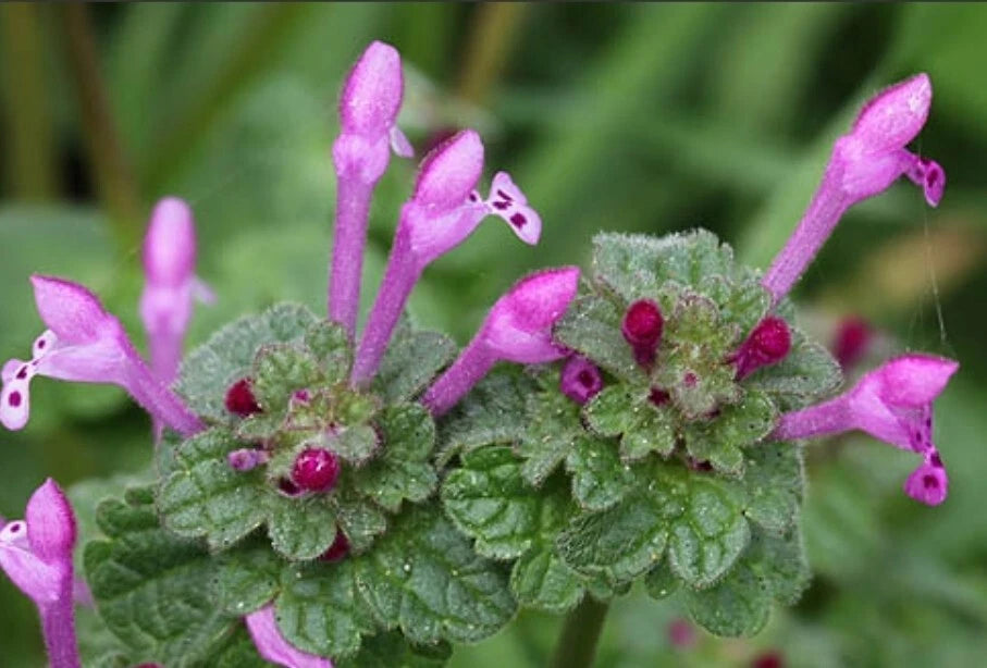 Henbit Herb Seeds - 50+ Organic Medicinal Seeds (Lamium amplexicaule) - 03/2025 Harvest