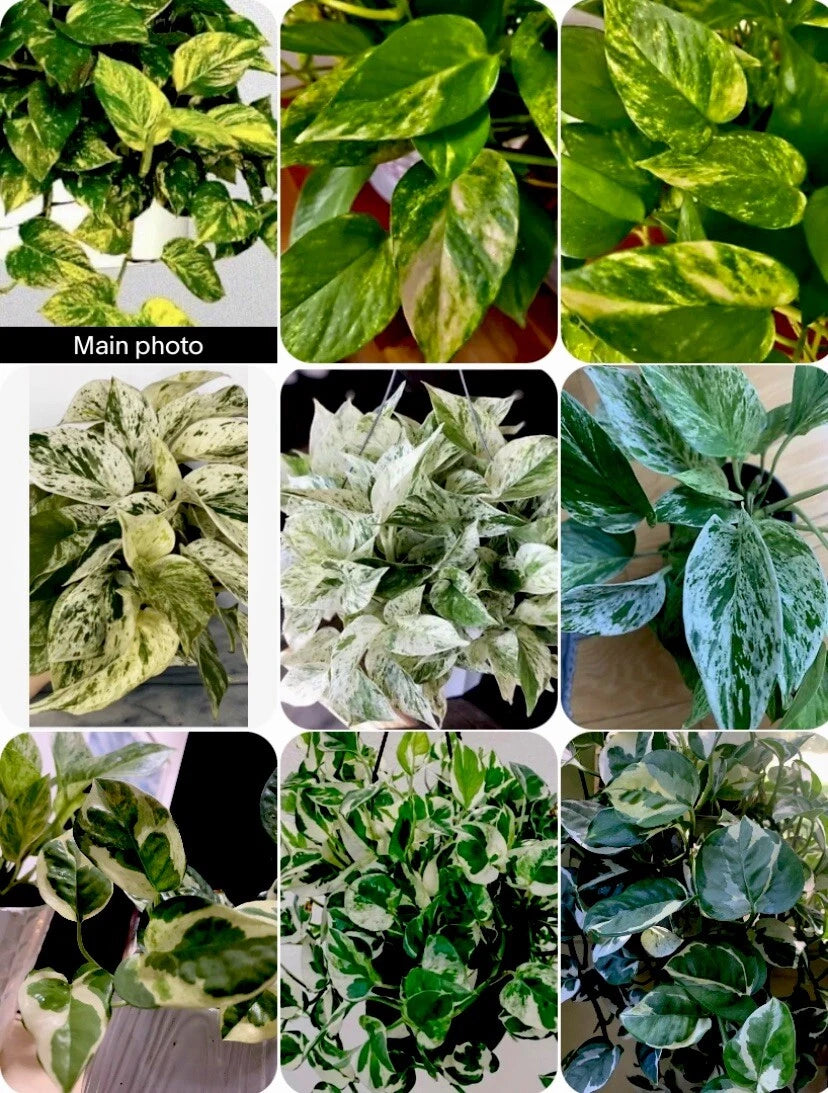 N Joy Pothos Plant Set 3 Pots Marble Golden Varieties Epipremnum N Joy Pothos Plant Set 3 Pots Marble Golden Varieties Epipremnum
