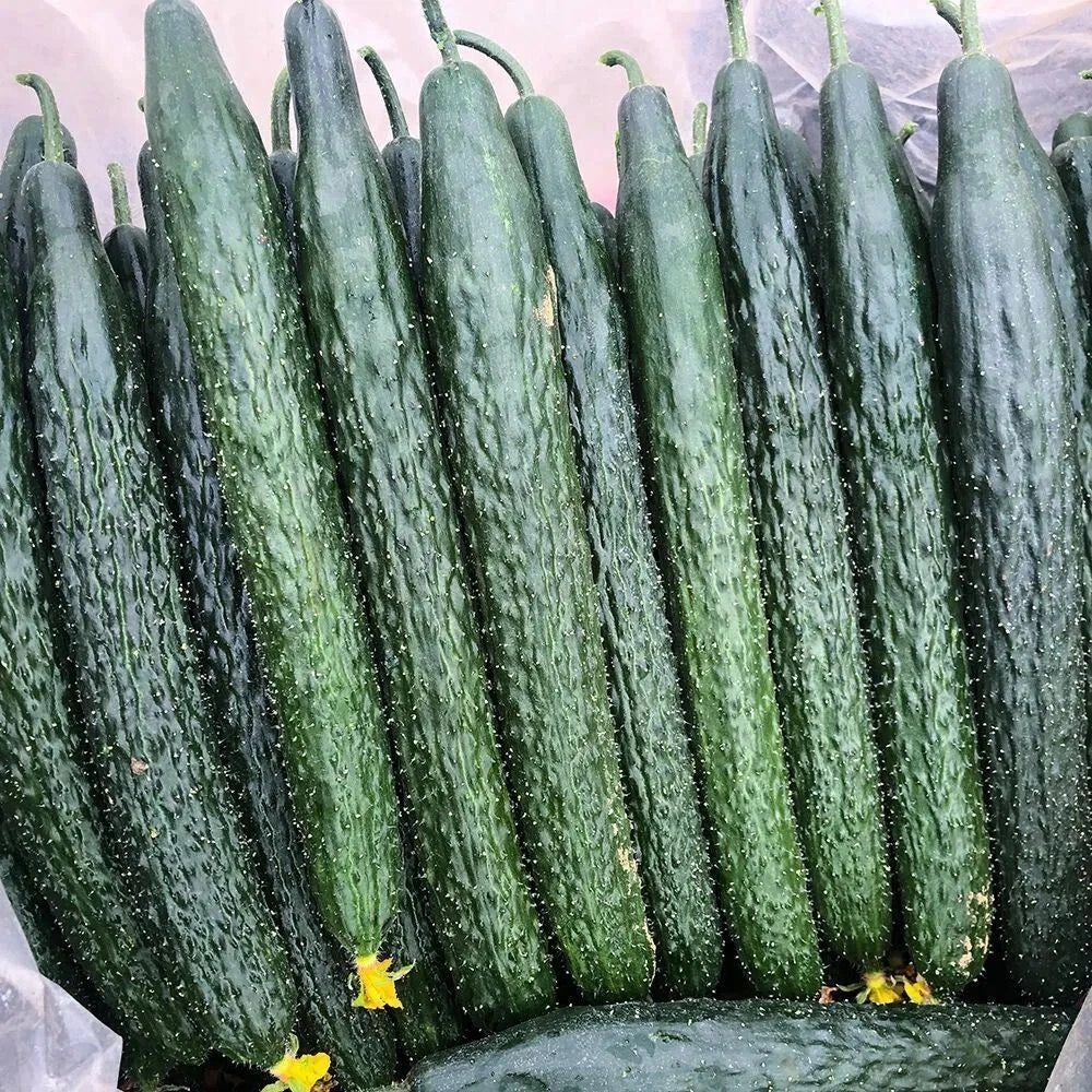 Tianjin Tender Spiky Cucumber Seeds - 15+ Long Burpless Hybrid Cucumber Seeds - Cucumis sativus (USA)