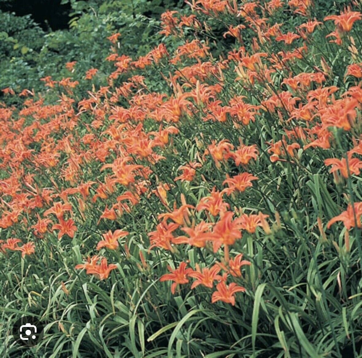5 Orange Daylily Bulbs | Tawny Day Lily | Hemerocallis fulva | Wildflower Roots for Medicinal Use | Appalachian Grown