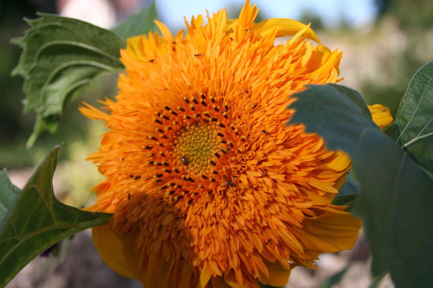 Double Quick Orange Sunflower Seeds - 50 Pack - Helianthus annuus