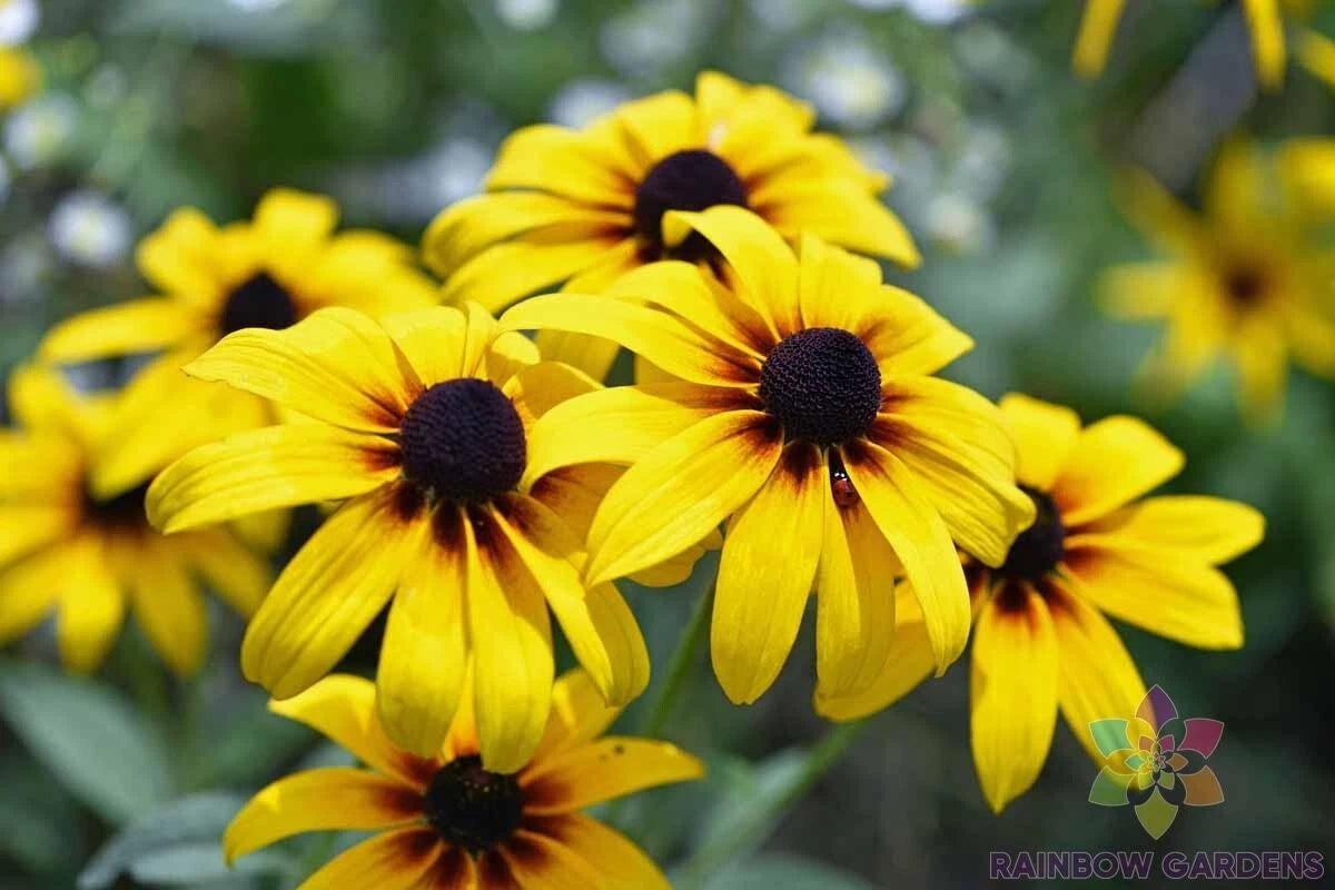 Black Eyed Susan Seeds - 200+ Count - Rudbeckia Hirta - Garden Planting - USA