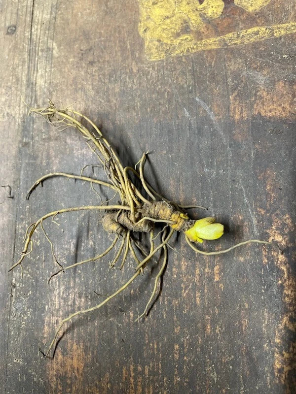 6 Goldenseal Roots (Hydrastis canadensis) β Live Medicinal Herb Plants | Native Shade Perennial | Bare Root Wild Ginseng Companion