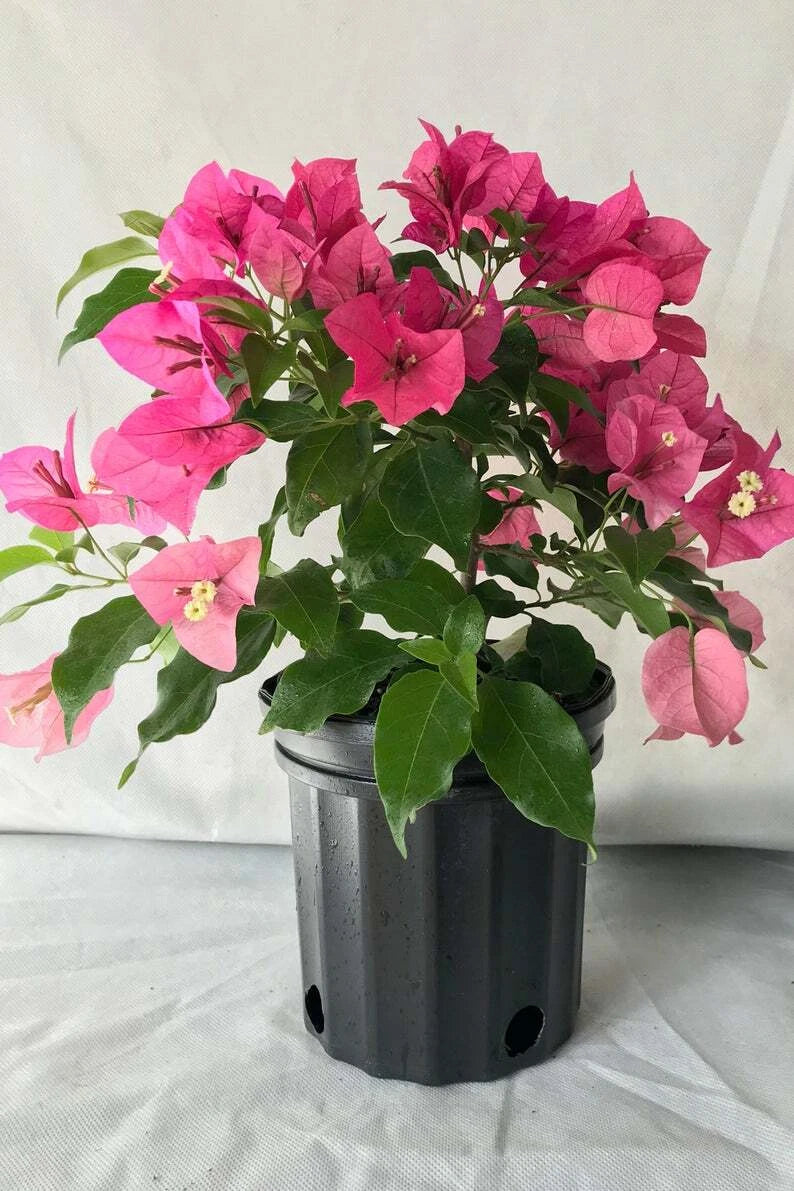 Bougainvillea Starter Plant - Rijnstar Pink - Live Plug Plant - Well Rooted - USA Seller