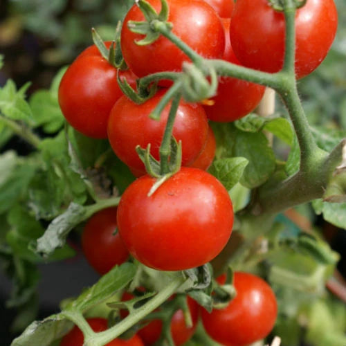 Cherry Tomato Seeds - Large Red Heirloom Non-GMO - Solanum lycopersicum - Organic Gardening