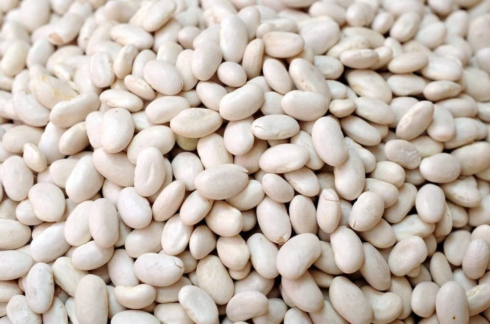 50 Navy Bean Seeds for Planting, White Kidney Bean Variety, Phaseolus vulgaris