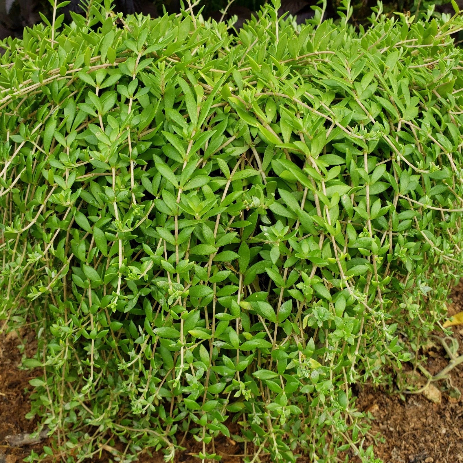 50 Sedum Sarmentosum Cuttings | Fast Growing Creeping Perennial Edible Plant 