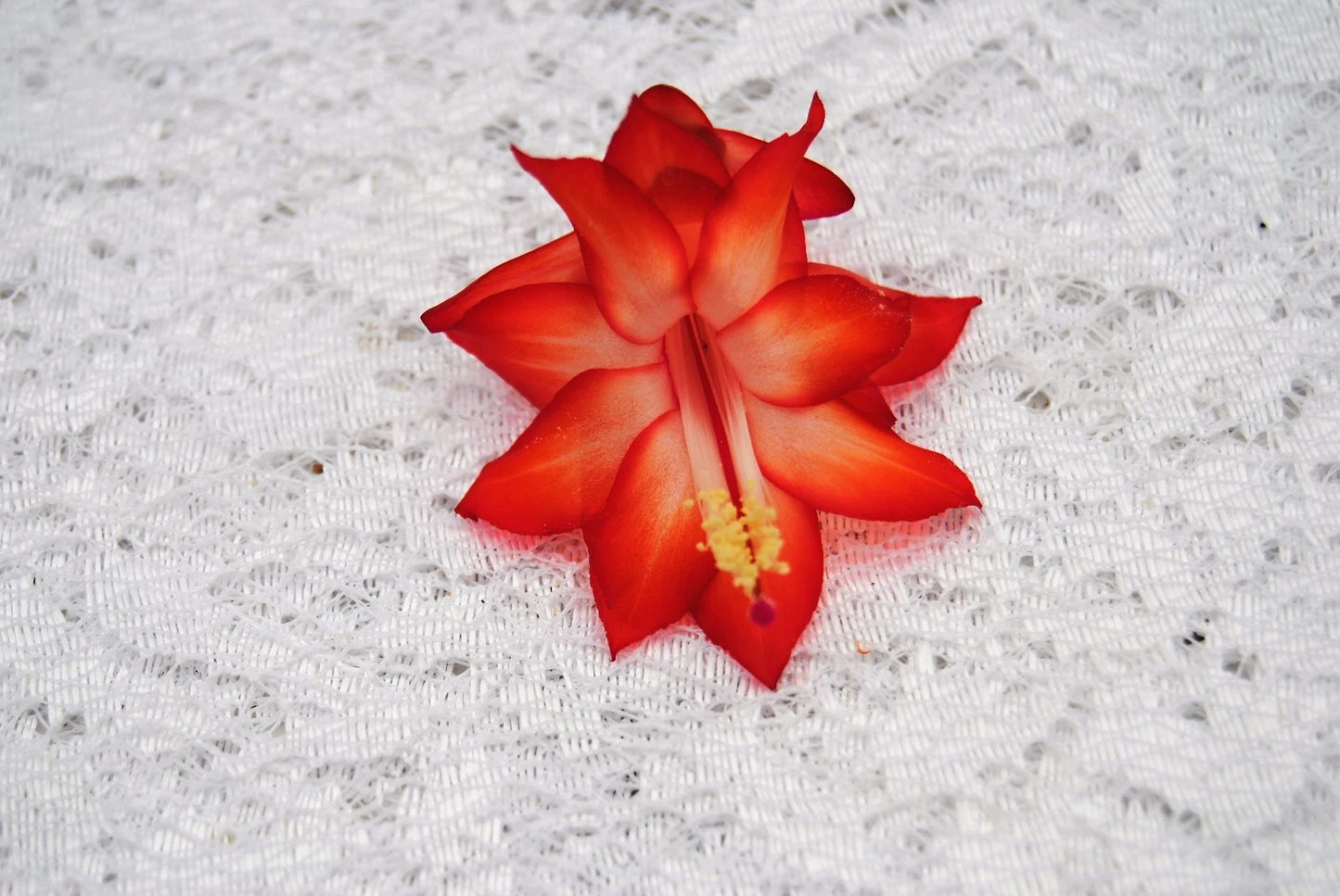 Christmas Cactus Starter Plant - Healthy Well Rooted - Ara Brazil - Schlumbergera Truncata