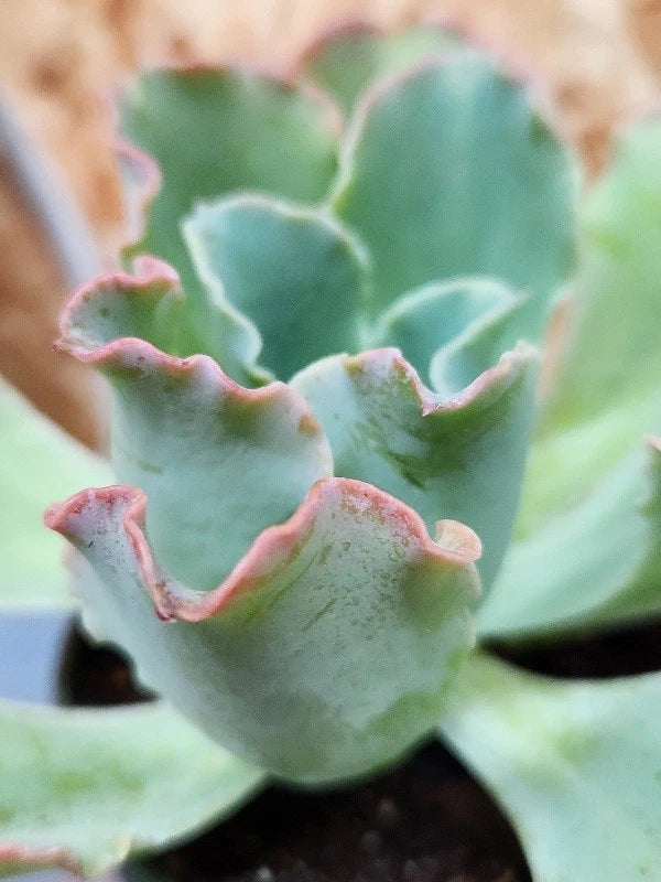 echeveria mixed succulent indoor plant Echeveria Hybrid Ruffles Succulent Plant 4.5" Healthy Well Rooted in 4" Pot