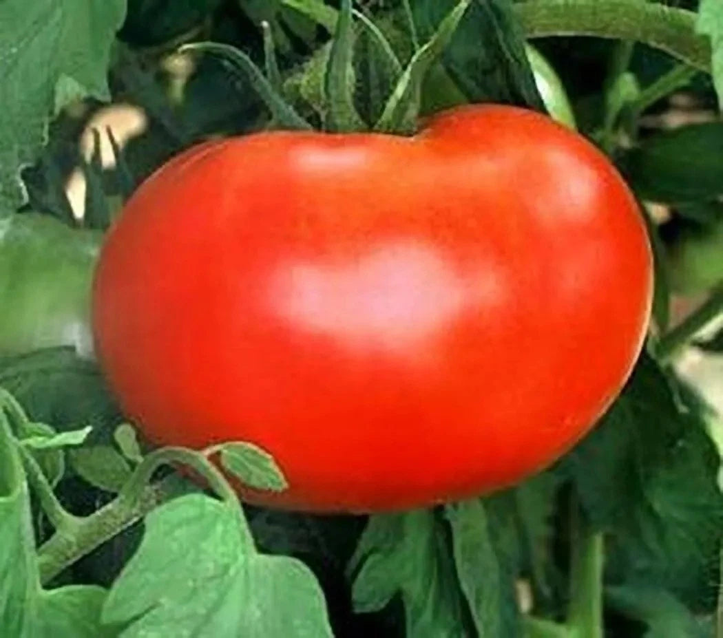 Burpee's Big Boy Tomato Seeds - 30+ Organic Hybrid Non-GMO Seeds - Solanum lycopersicum
