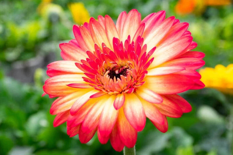 gerbera plant seeds Yellow & Red Gerbera Daisy Seeds - 200+ Premium Seeds for Garden Planting -  Gerbera jamesonii